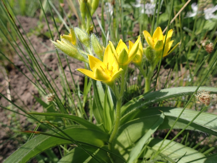 Hypoxis hemerocallidea image