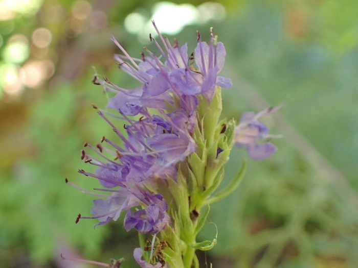 Hyssopus officinalis image