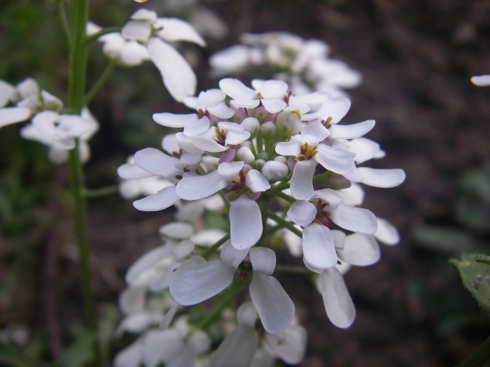 Iberis amara image