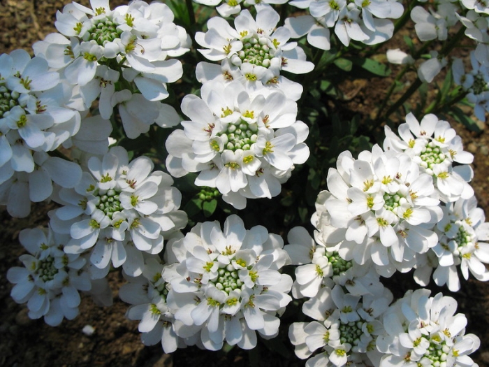 Iberis sempervirens image