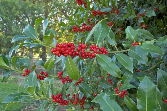 Ilex aquifolium image