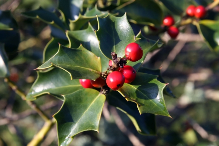 Ilex ×aquipernyi image