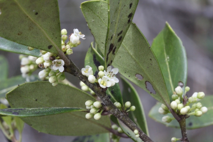 Ilex coriacea image