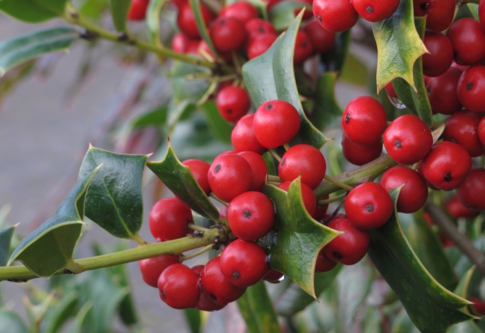 Ilex cornuta image
