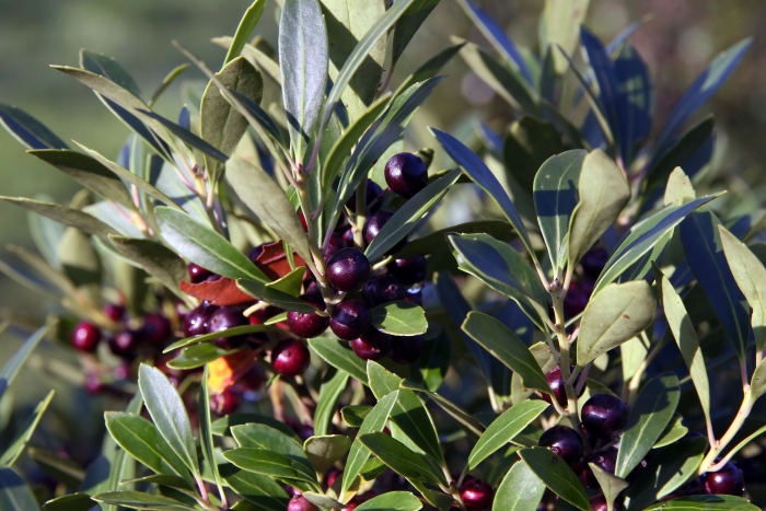 Ilex glabra image