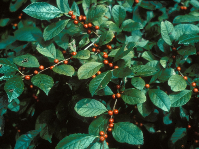 Ilex laevigata image