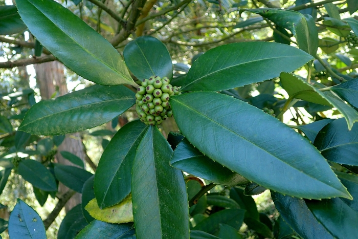 Ilex latifolia image