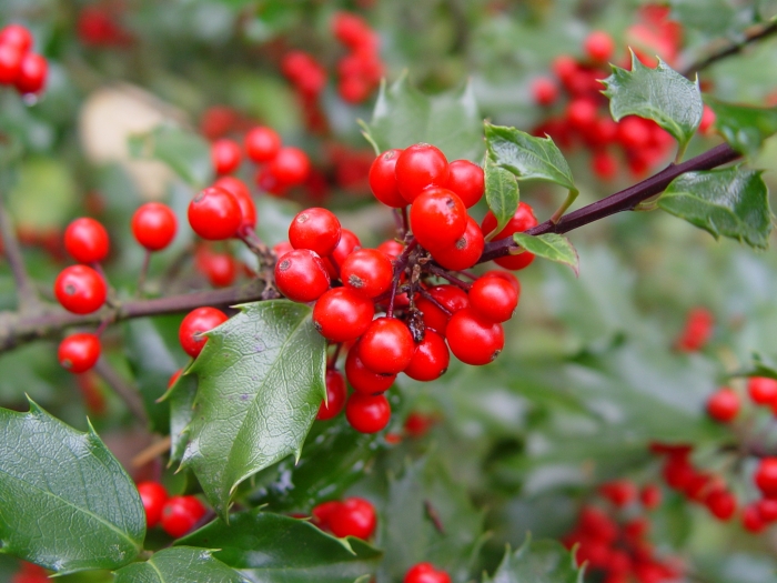 Ilex ×meserveae image