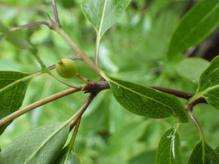 Ilex mucronata image