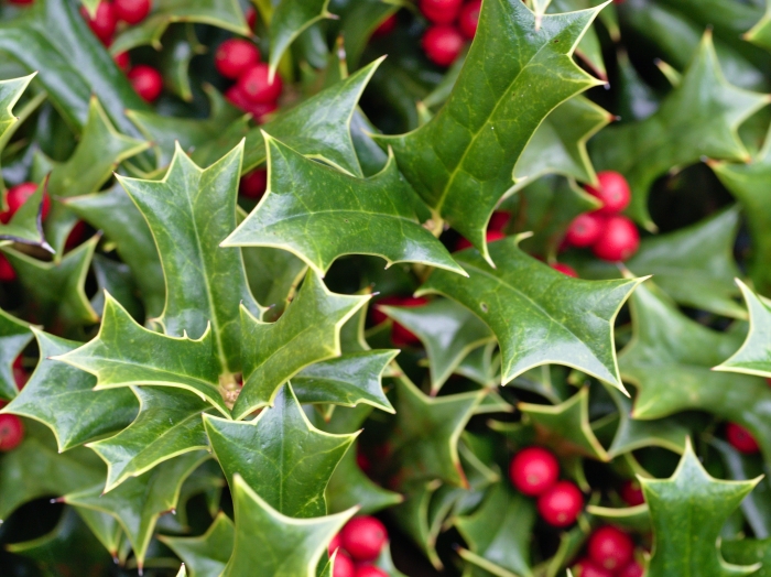 Ilex opaca image