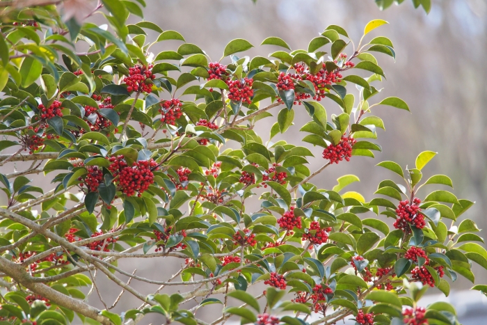 Ilex rotunda image