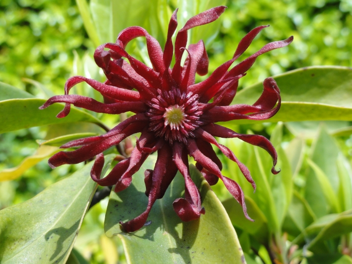 Illicium floridanum image