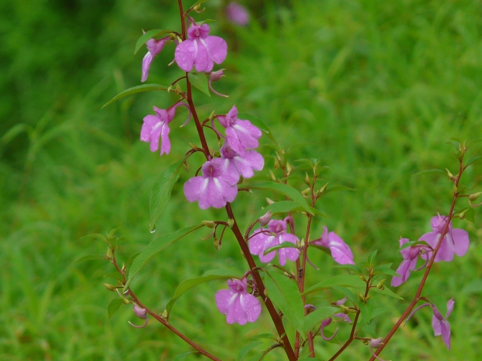 Impatiens balsamina image