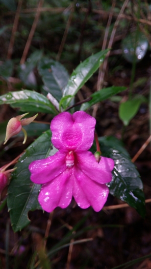 Impatiens firmula image