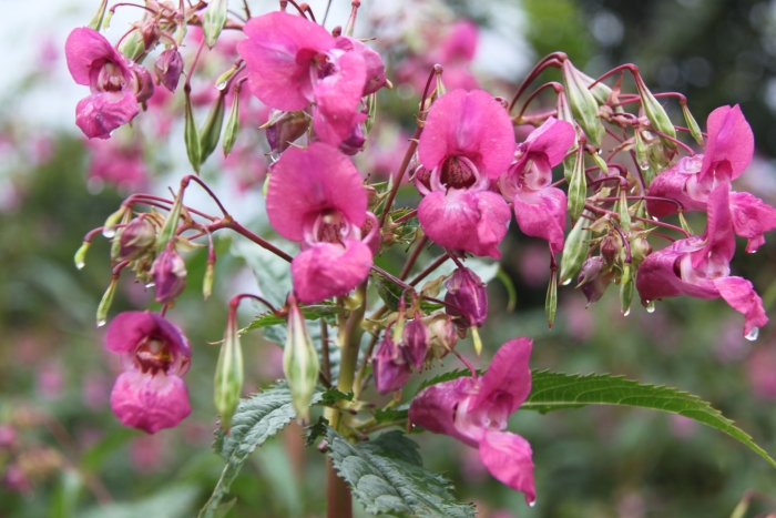 Impatiens glandulifera image