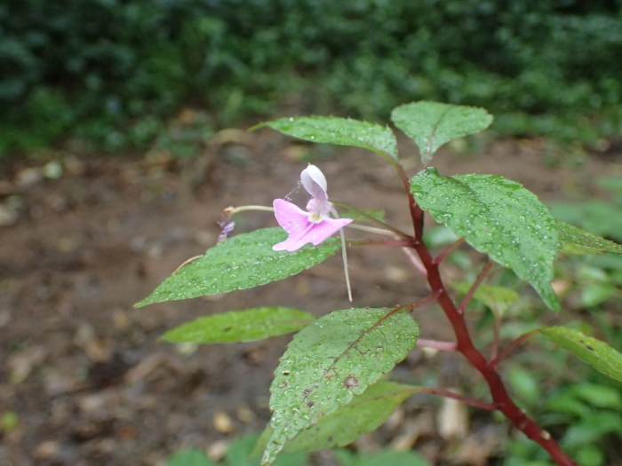 Impatiens hochstetteri image