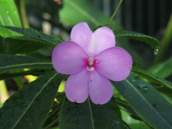 Impatiens sodenii image