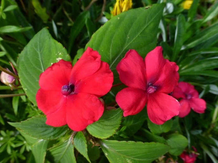 Impatiens walleriana image