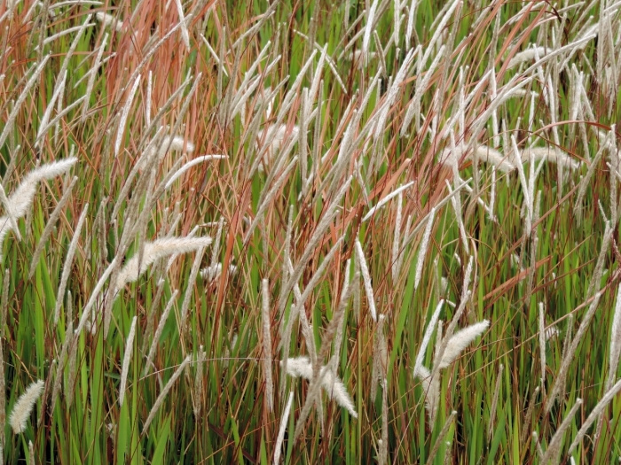 Imperata cylindrica image