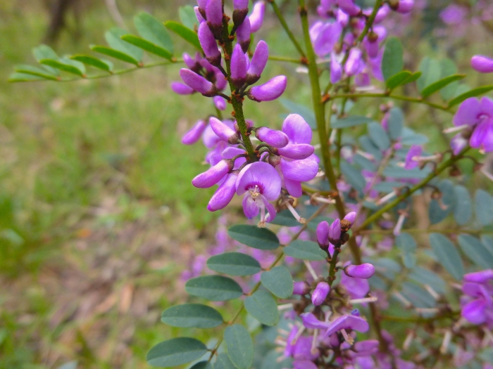 Indigofera australis image