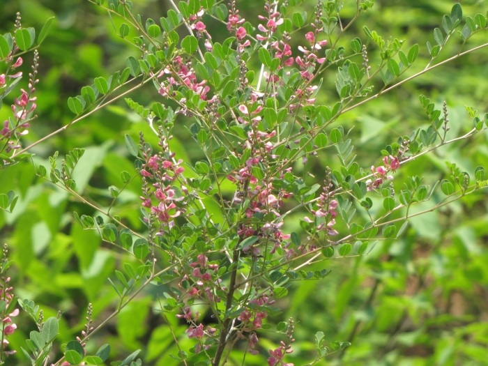 Indigofera bungeana image
