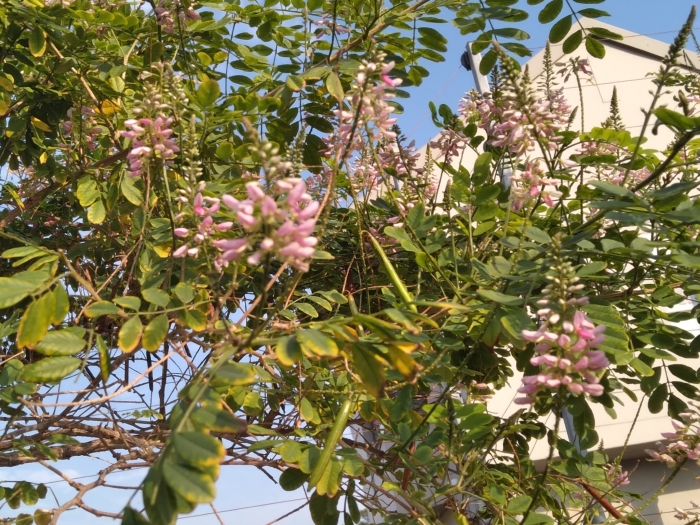 Indigofera jucunda image