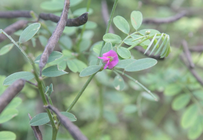 Indigofera tinctoria image