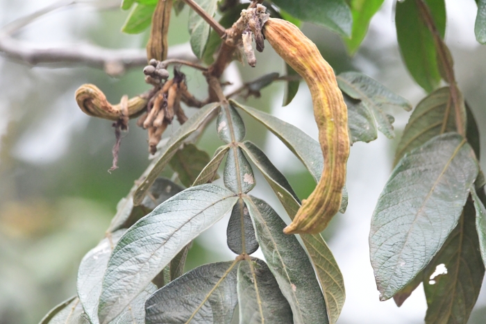 Inga edulis image