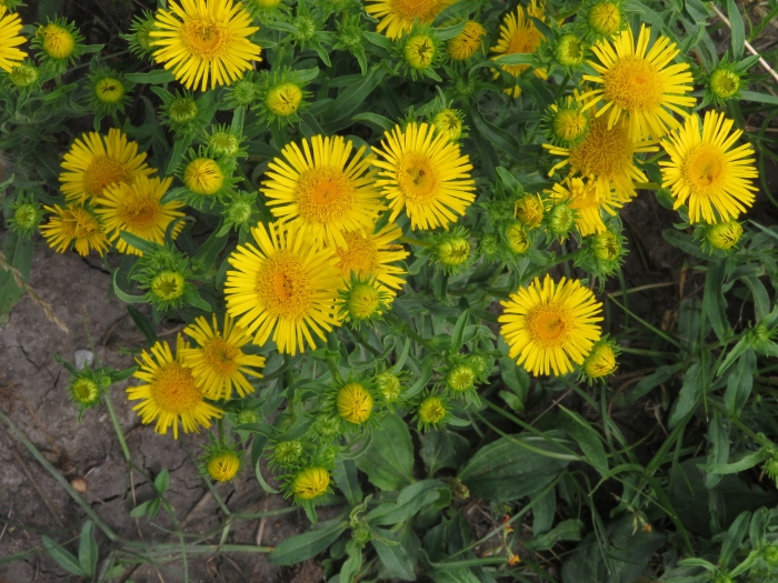 Inula britannica image