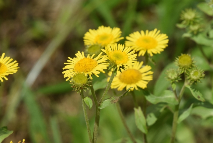 Inula japonica image