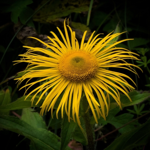 Inula racemosa image