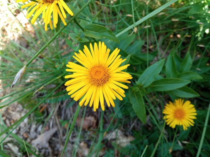 Inula salicina image
