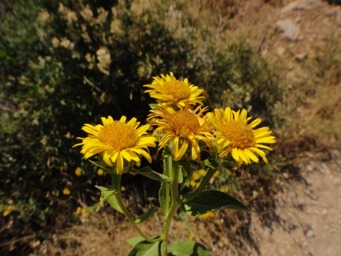 Inula spiraeifolia image