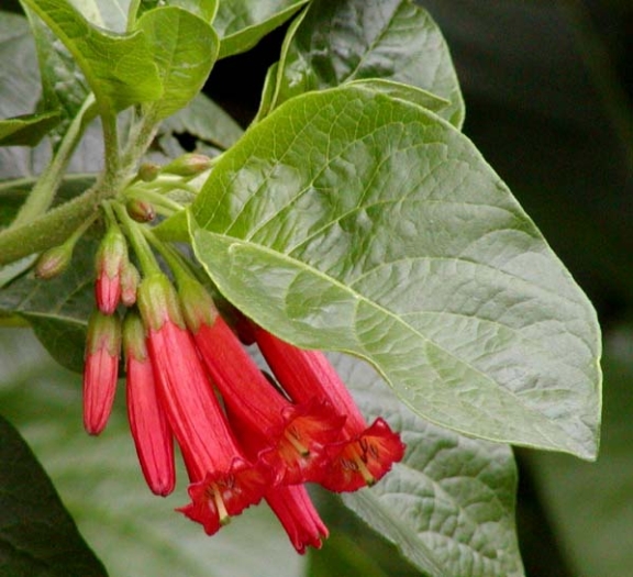 Iochroma fuchsioides image