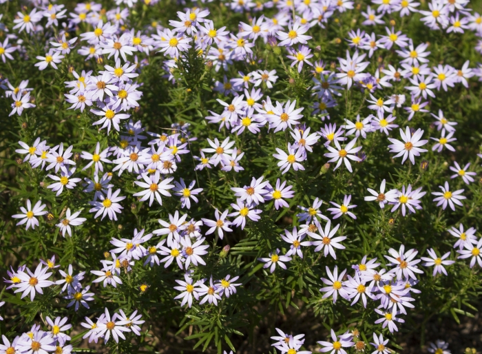 Ionactis linariifolia image