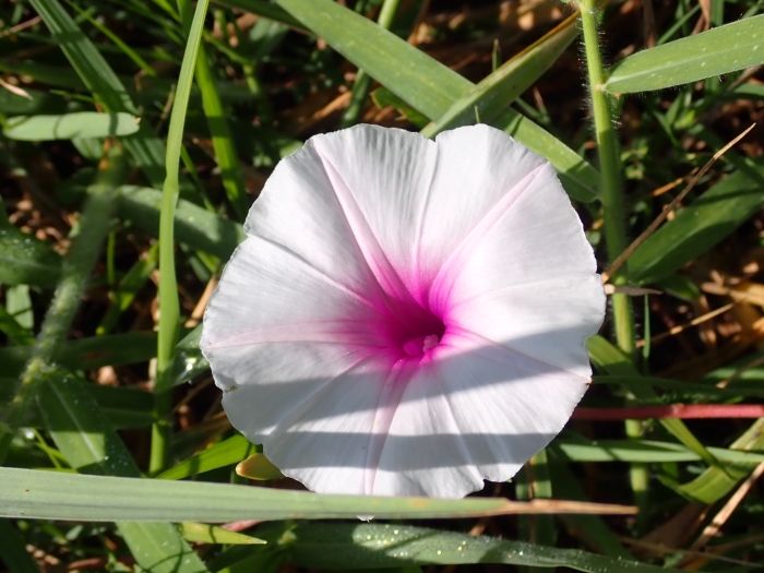Ipomoea aquatica image