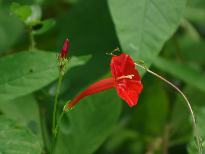 Ipomoea coccinea image