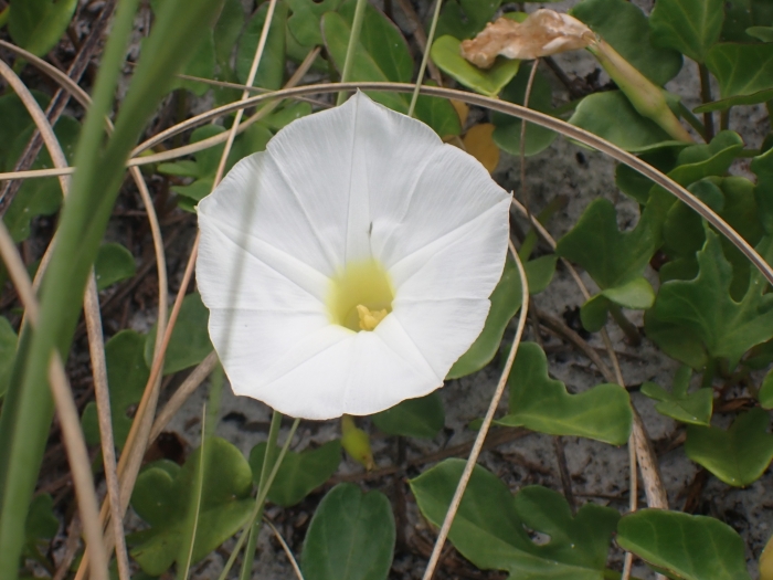 Ipomoea imperati image