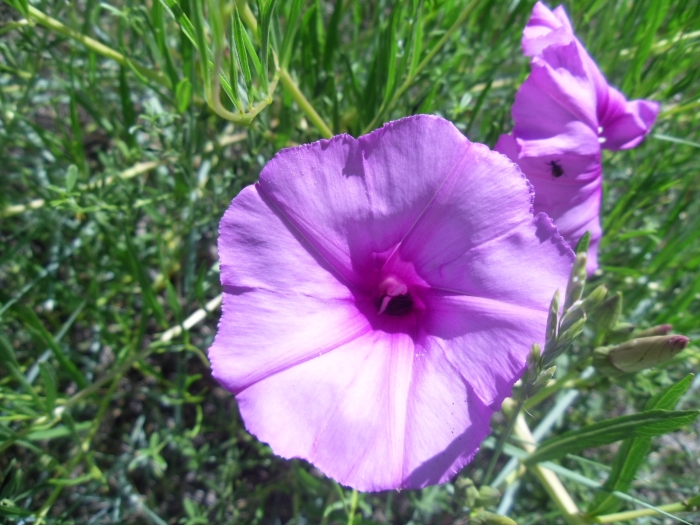 Ipomoea leptophylla image