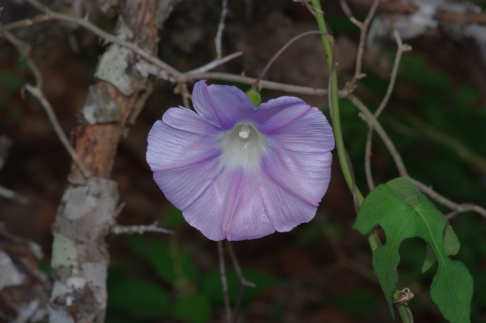 Ipomoea lindheimeri image