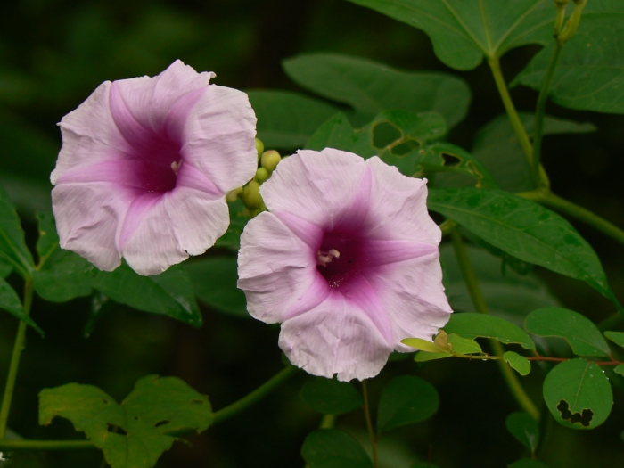 Ipomoea mauritiana image