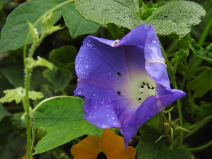Ipomoea nil image