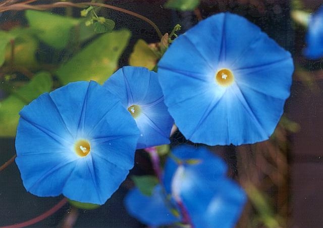 Ipomoea tricolor image