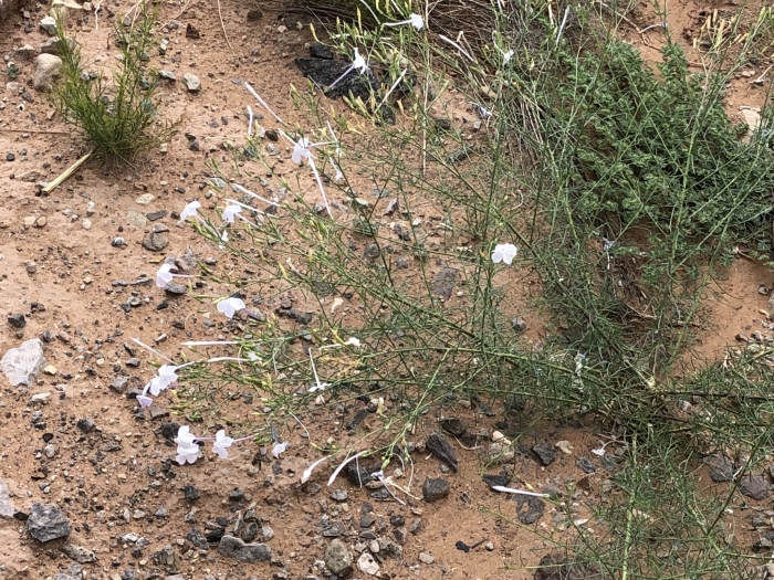 Ipomopsis longiflora image