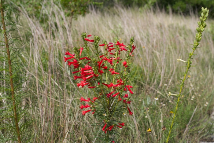 Ipomopsis rubra image