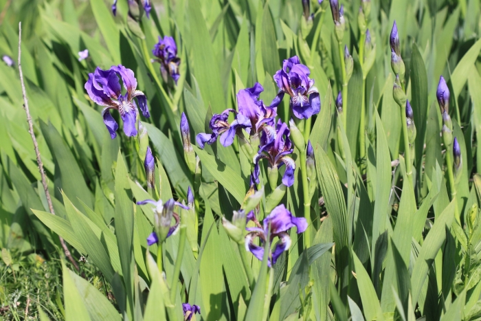 Iris alberti image