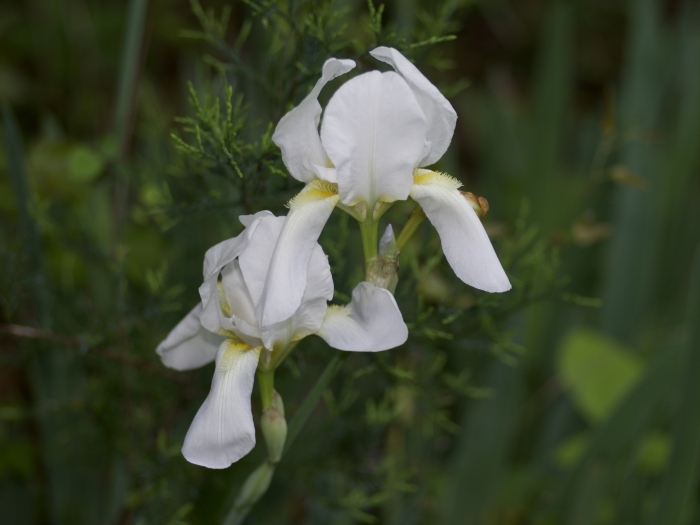 Iris albicans image