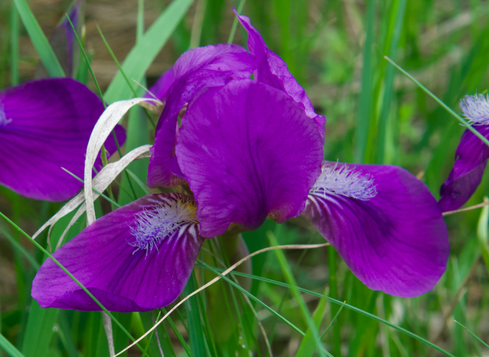 Iris aphylla image