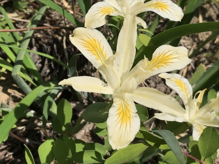 Iris chrysophylla image