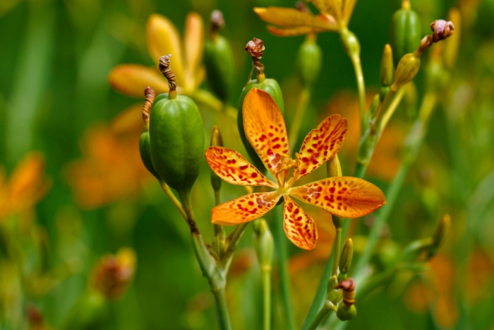 Iris domestica image